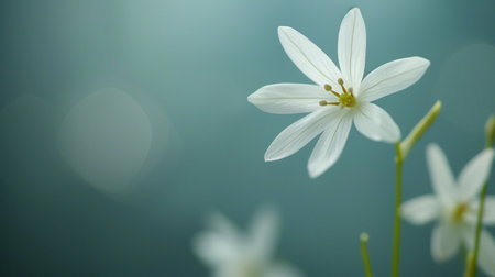 A single white starflower blooming against a tranquil blue background with soft bokeh effect.の素材
