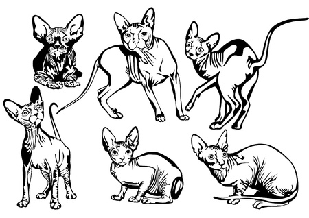 Collection of exotic cats of breed a sphinx.のイラスト素材