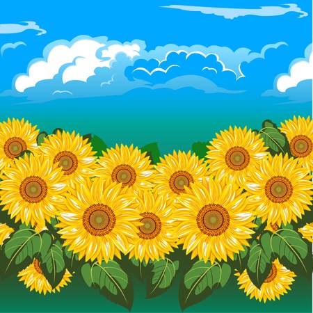 A beautiful field  of sunflowers under cloud.のイラスト素材