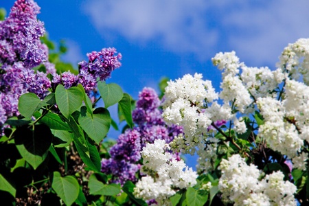 Blooming lilacs  against the sky の写真素材