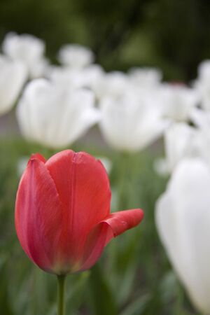 Red and white tulips closeup. Background  out of focus.の写真素材