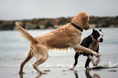 Dog's love
