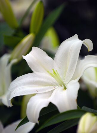 White (lilly wedding centerpiece)の写真素材