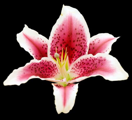 Tiger lilly, isolatedの写真素材