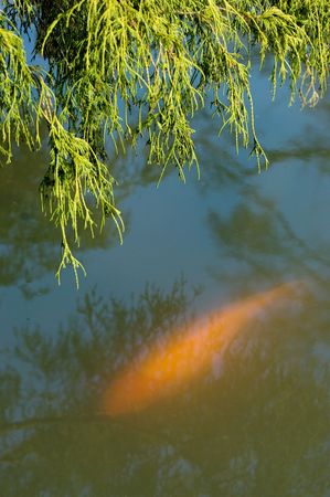 Koi fish in japanese gardenの写真素材