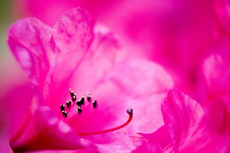 Macro of pink flower in japanese gardenの写真素材