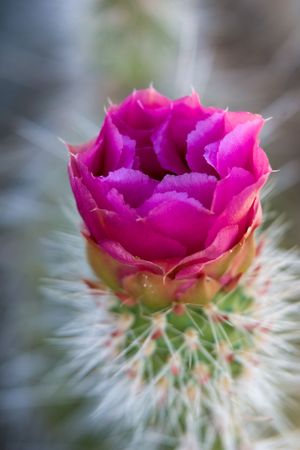 Morning blooming cactus in Grand Canyon national park, Arizonaの写真素材