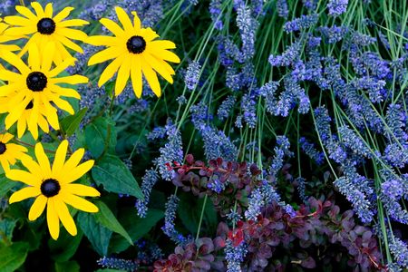Lavender fields in Washington stateの写真素材