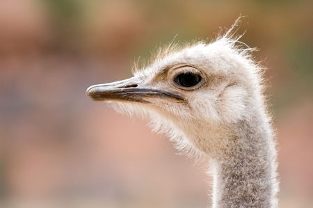 Close up of ostrich head on the farm