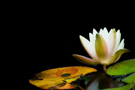 Japanese garden in Golden Gate park, San Francisco, Californiaの写真素材