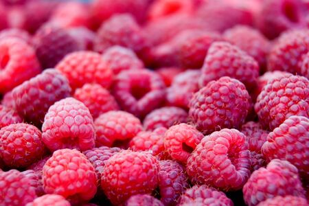 Harvested red raspberry summer background