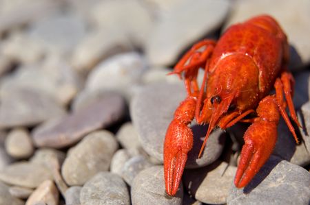Boiled crawsih on pebble beach of Crimean Black sea coastの写真素材