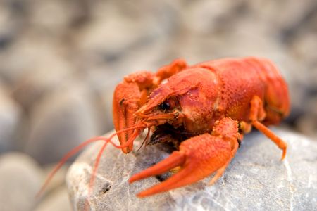 Boiled crawfish on pebble beach of Crimean Black sea coastの写真素材