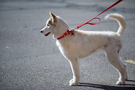White alaskan husky on red leash on the streetの写真素材