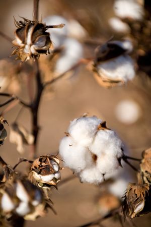 Cotton ball on the plant ready to harvestの写真素材