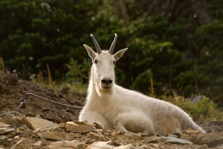 Mountain goat in Glacier National park, Montanaの写真素材