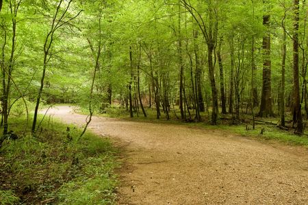 Congaree National park, South Carolinaの写真素材