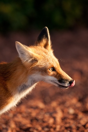 Red fox in Prince Edward Island national parkの写真素材