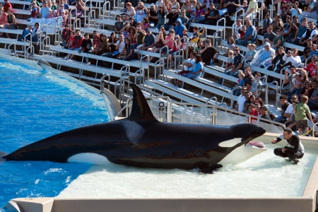 NOVEMBER 14th, 2010, SAN DIEGO, USA - Killer whale performing in the show of San Diego Seaworldのeditorial素材