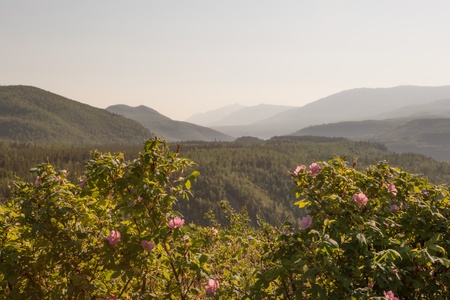 Wilderness on the way to historic Telegraph Creek, BCの写真素材