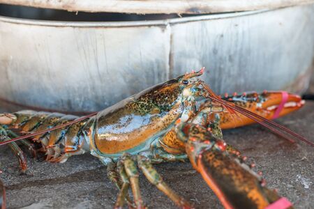 Live lobster on the table of outdoor restaurant, Bar Harbor, Maineの写真素材