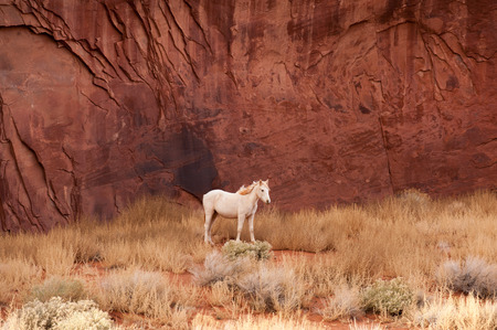 White horse by the red rocks of Navajo Monument Valleyの写真素材