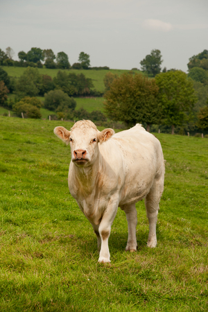 White cow of Charolais breed in Normandy Franceの写真素材