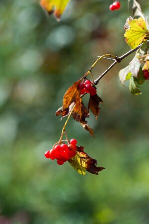 Ripe viburnum berries in botanical garden, Europeの写真素材