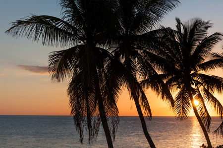 Sun setting behind palm trees silhouettes in Florida Keysの写真素材