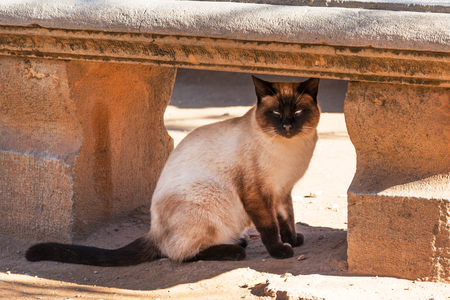 Beautiful cat hiding under antique bench on Alhambra grounds, Granadaの写真素材