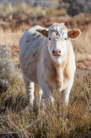 Young cow of Charolais breed on the desert ranch in Utah, USAの写真素材