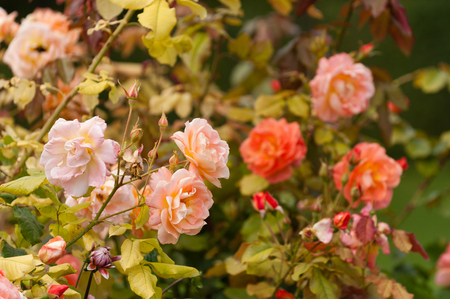 Beautiful blooming roses in famous Claude Monet garden in Giverny, Normandy, Franceの写真素材