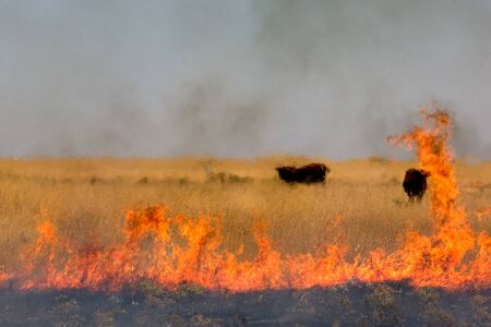 Black cows on the pasture surrounded by burning dry grass during summer heat waveの写真素材