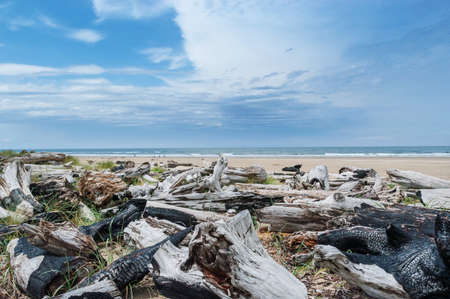 Logs on bare sandy beach of Oregon Sand Dunes National Recreation area, West Coast, USAの写真素材