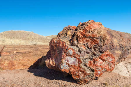 Close up of petrified log in Petrified Forest National park, Arizona, USAの写真素材