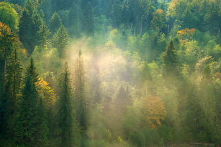 Sunrays shining through foggy evergreen forest on Snoqualmie river, Pacific Northwest, Washington, USAの写真素材