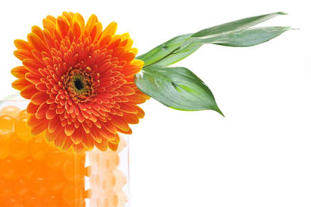 Gerbera  in Vase isolated on white backgroundの写真素材