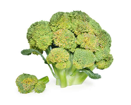 Broccoli on white backgroundの写真素材