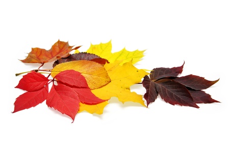 colorful autumn leaves over white background with clipping pathの写真素材