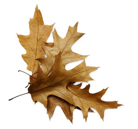Oak leaves isolated on white background with clipping pathの写真素材