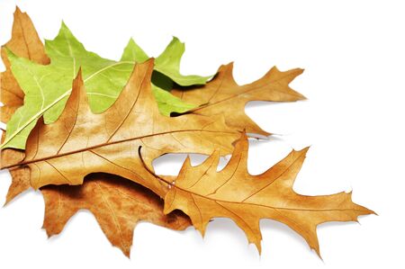 Oak leaves isolated on white background with clipping pathの写真素材