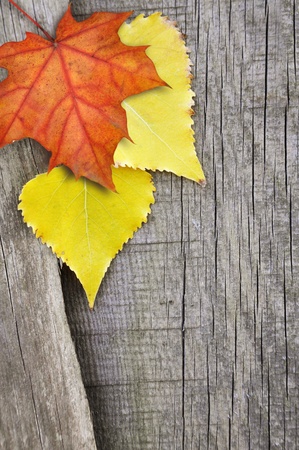 Autumn Leaves over wooden background.With copy spaceの写真素材