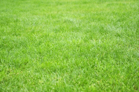 Green grass background texture straightの写真素材