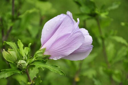 Hot Pink Hibiscus Flower on bush close upの写真素材