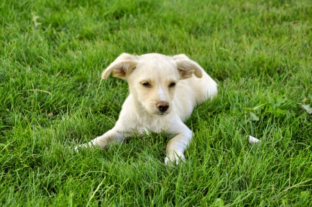 little cute puppy on green grassの写真素材