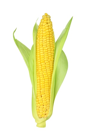 Ear of Corn isolated on a white backgroundの写真素材