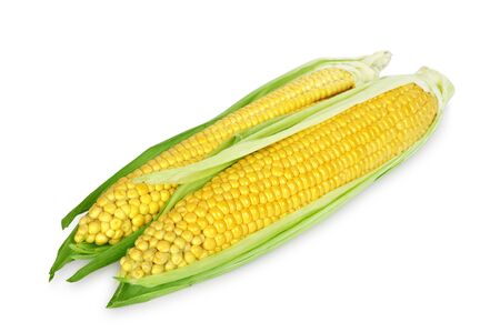 An ear of corn isolated on a white backgroundの写真素材