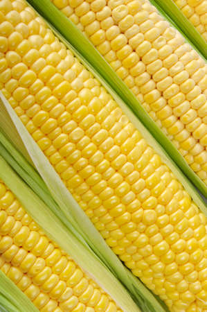 Fresh raw corn cobs close upの写真素材