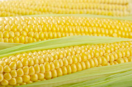 corn cob between green leaves close upの写真素材
