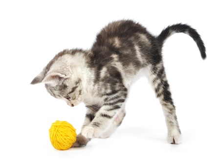 Grey kitten playing with yellow clew  isolated on white backgroundの写真素材